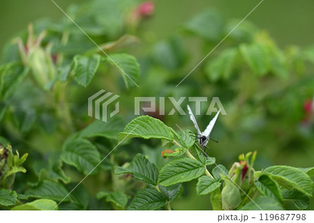エゾシロチョウ 119687798