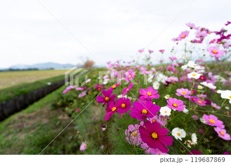 広角レンズによるコスモス畑の風景 119687869