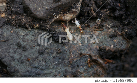 ヤマトシロアリを引きずるキイロシリアゲアリ 119687990