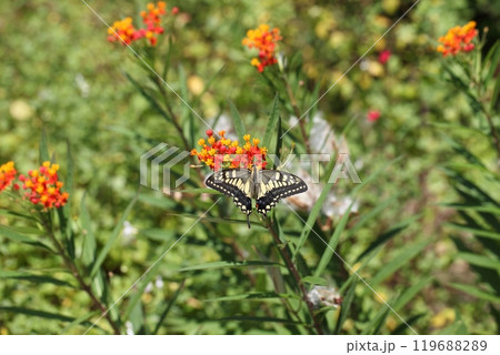 キアゲハとトウワタの花 119688289