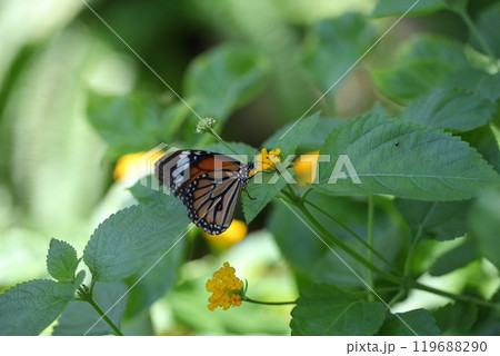 スジグロカバマダラとランタナの花 119688290