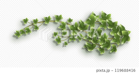 Ivy vine with lush green leaves. Hedera trailing branch 119688416