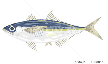 あじ（鯵） 119688442