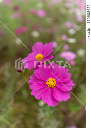 コスモスの花びらのクローズアップ 119688453