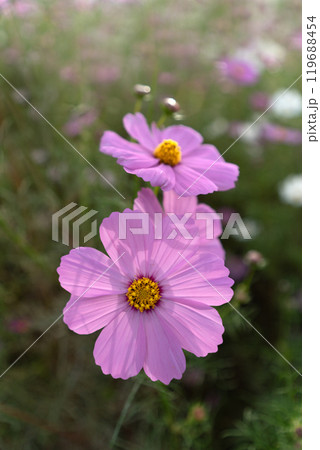 コスモスの花びらのクローズアップ コスモスの花びらのクローズアップ 119688454