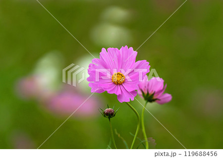 コスモスの花びらのクローズアップ 119688456