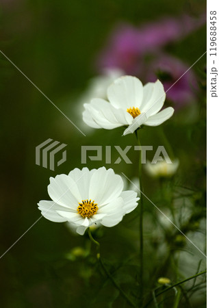 コスモスの花びらのクローズアップ 119688458