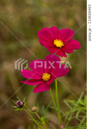 コスモスの花びらのクローズアップ 119688463
