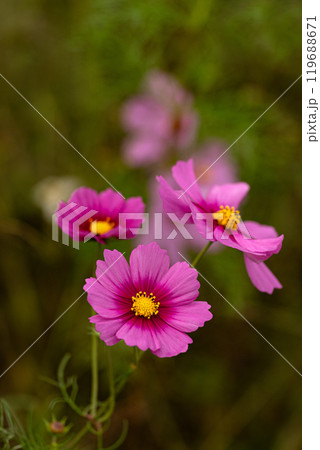 満開のコスモスの花びら 119688671