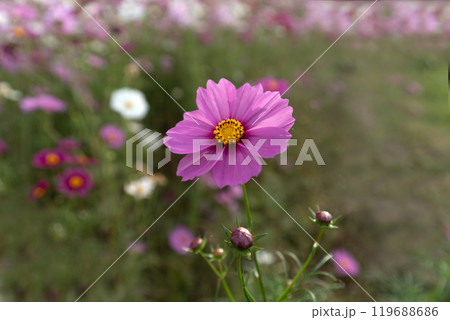 満開のコスモスの花びら 119688686