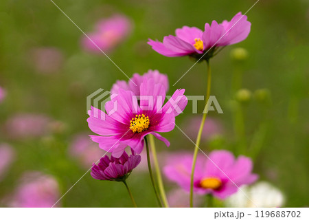 満開のコスモスの花びら 119688702