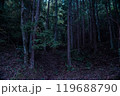 薄暗い森 119688790