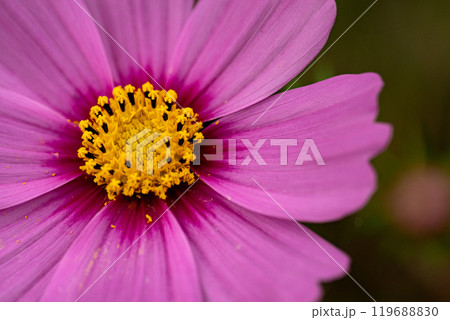 コスモスの花びらのクローズアップ 119688830