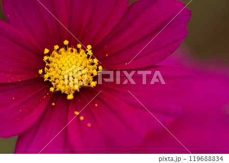 コスモスの花びらのクローズアップ 119688834