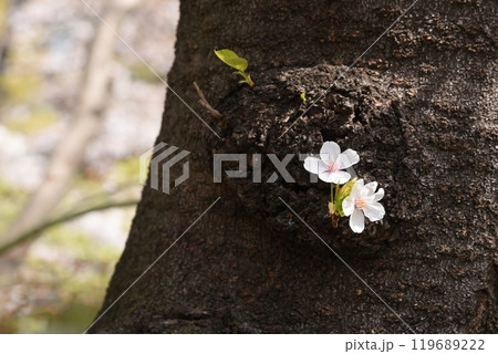 桜 119689222