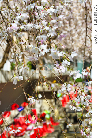 京都 紫雲山頂法寺 六角堂のお地蔵さんと枝垂れ桜(京都市中京区) 京都 紫雲山頂法寺 六角堂のお地蔵さんと枝垂れ桜(京都市中京区) 119689271