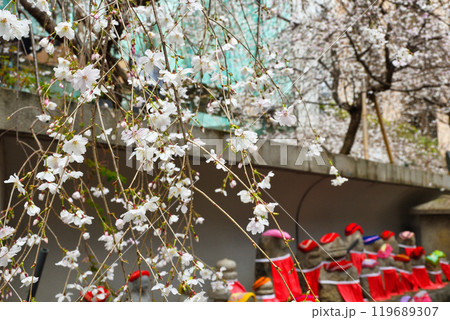京都 紫雲山頂法寺 六角堂のお地蔵さんと枝垂れ桜（京都市中京区） 119689307