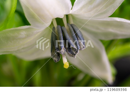トウガラシの花のマクロ写真 119689398