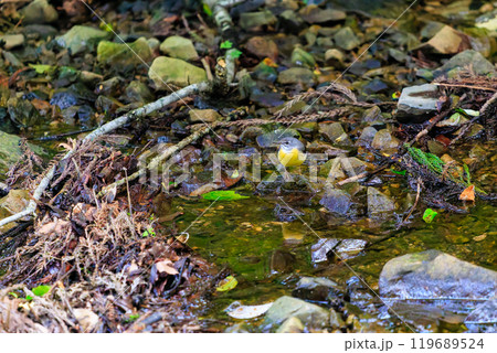小川で水浴びをして羽ばたく綺麗なキセキレイ（セキレイ科） 東京都八王子市、八王子城跡 2024年5月 119689524