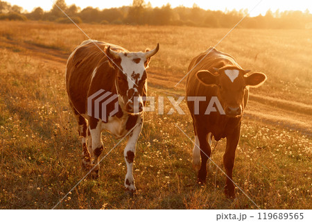 A two ow walks through a field of tall grass at sunset. A two ow walks through a field of tall grass at sunset. 119689565