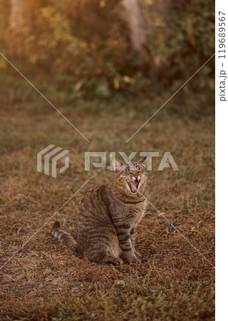 Cat yawning with its mouth wide open 119689567