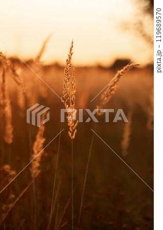 Steppe Grass in Sunset Light 119689570