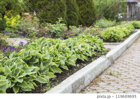 Beautiful hosta plants on decorative flowerbed next to paved footpath, Hosta sieboldiana, selective focus. 119689695