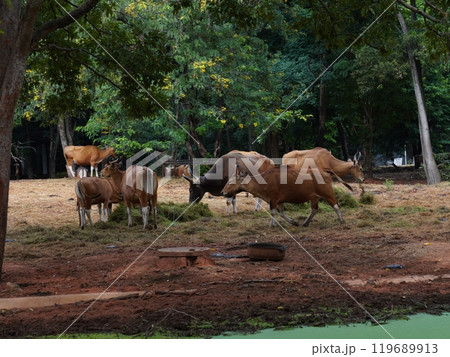 Banteng Herd Feeding in EnclosureBanteng Herd Feeding in Enclosure. Banteng Herd Feeding in EnclosureBanteng Herd Feeding in Enclosure. 119689913