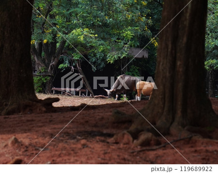 Banteng Herd Feeding in EnclosureBanteng Herd Feeding in Enclosure. 119689922