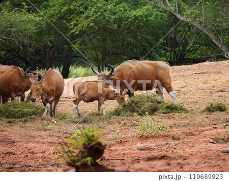 Banteng Herd Feeding in EnclosureBanteng Herd Feeding in Enclosure. 119689923