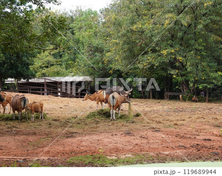 Banteng Herd Feeding in EnclosureBanteng Herd Feeding in Enclosure. 119689944