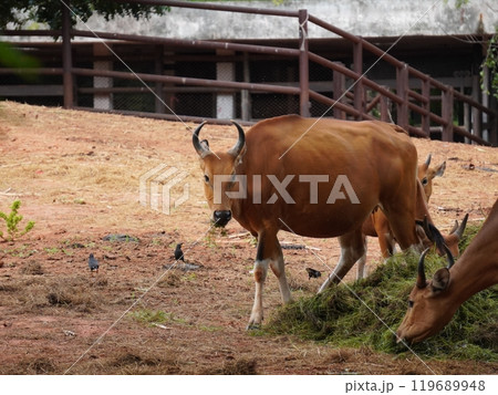 Banteng Herd Feeding in EnclosureBanteng Herd Feeding in Enclosure. 119689948