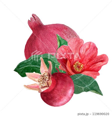 Pomegranate flowers, fruits and leaves watercolor composition isolated on white. Hand drawn realistic vibrant design for tea packages, cards, restaurant menu, prints. Autumn plant clip art. Red, green 119690020