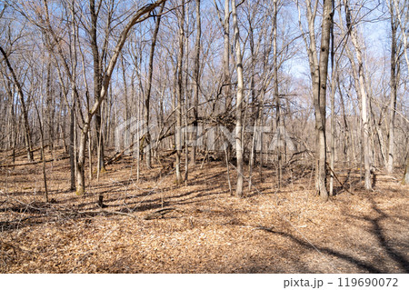 Views of dried prairie and trees during a sunny spring day at a MN state park. 119690072