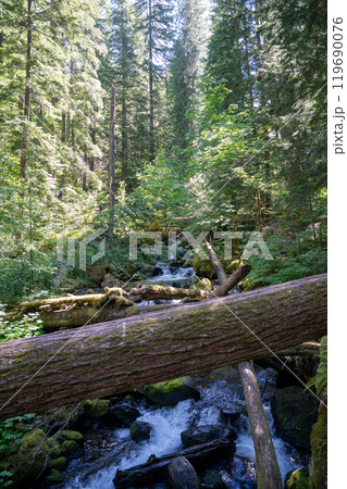 A flowing stram surrounded by greenery on the Silver Falls Loop Trail, WA. 119690076