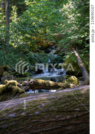 A flowing stram surrounded by greenery on the Silver Falls Loop Trail, WA. 119690107