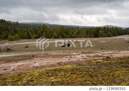 A big bison is lying down and sleeping in the Upper Geyser Basin, Yellowstone. A big bison is lying down and sleeping in the Upper Geyser Basin, Yellowstone. 119690162