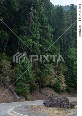A winding road surrounded by trees in the Pacific Northwest on a foggy day. 119690164