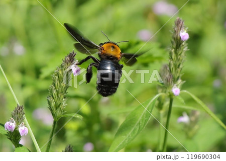 蜜を求めて飛ぶクマバチ 119690304