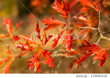 Red maple leaves on a tree. Nature in autumn. Rural nature Red maple leaves on a tree. Nature in autumn. Rural nature 119690326