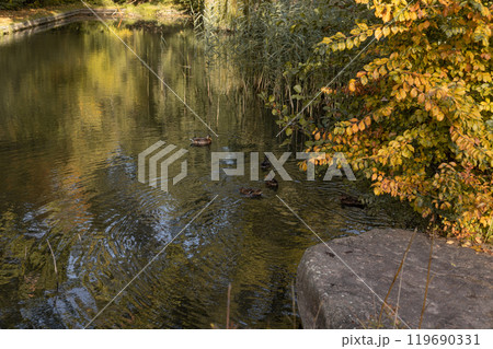 A lake with wild ducks. Autumn landscape by the lake. Wild birds A lake with wild ducks. Autumn landscape by the lake. Wild birds 119690331