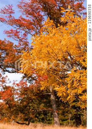 Yellow and red leaves on the trees. Autumn landscape. Nature in October Yellow and red leaves on the trees. Autumn landscape. Nature in October 119690358