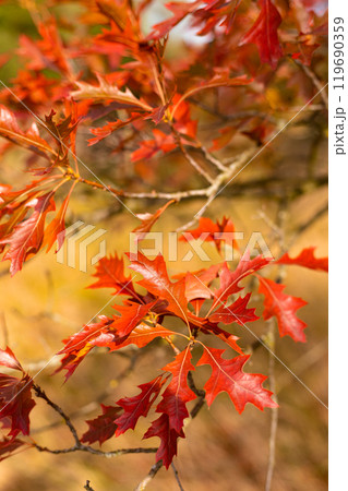 Yellow and red leaves on the trees. Autumn landscape. Nature in October 119690359