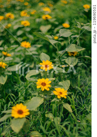 夏の花、かわいいひまわり 119690501