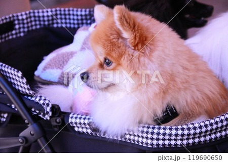 ペットカートの3匹のワンちゃん 119690650