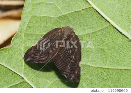 チュウゴクアミガサハゴロモ（外来種） 119690666