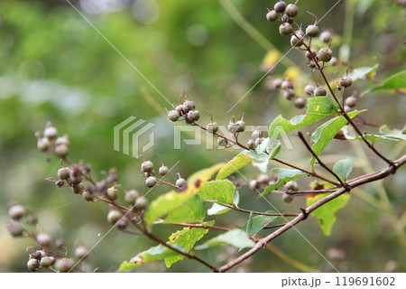 ウツギの実 ウツギの実 119691602