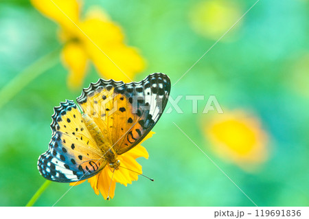 美しいツマグロヒョウモン蝶 美しいツマグロヒョウモン蝶 119691836