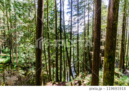 Inside a dense pine tree forest with streams, large moss covered pine trees, and bio diversity 119691918