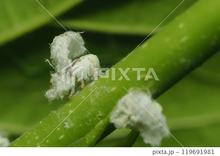 チュウゴクアミガサハゴロモ（外来種）の幼虫（横顔） 119691981